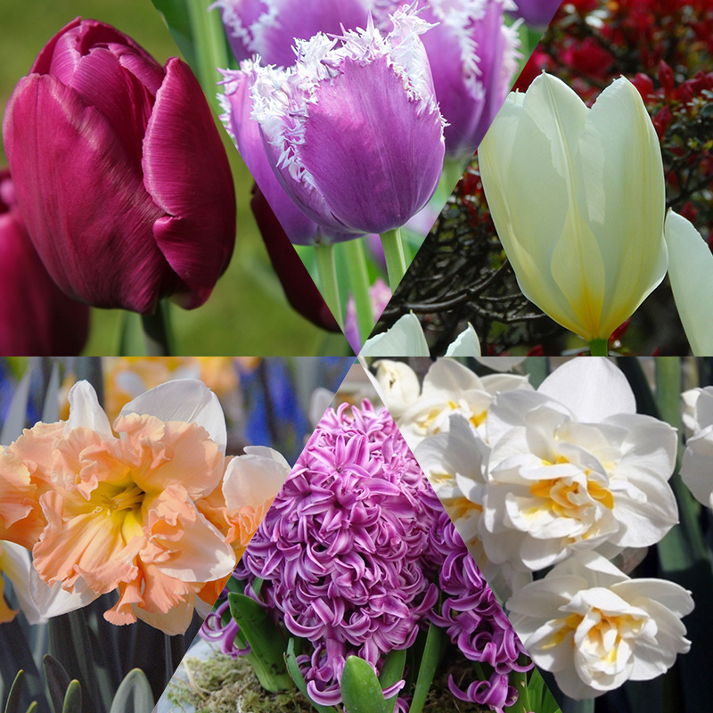 Alberts Blumenzwiebelmischung