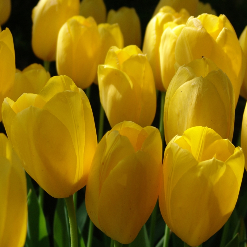 Tulpe Big Smile