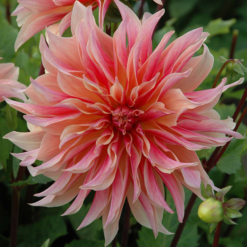 Dahlie Labyrinth