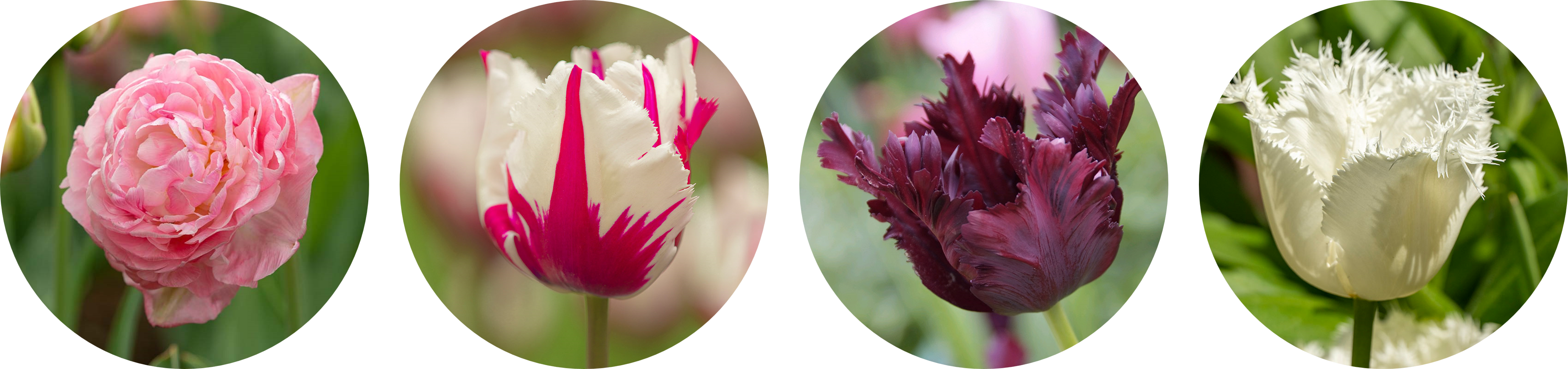 Tulpen