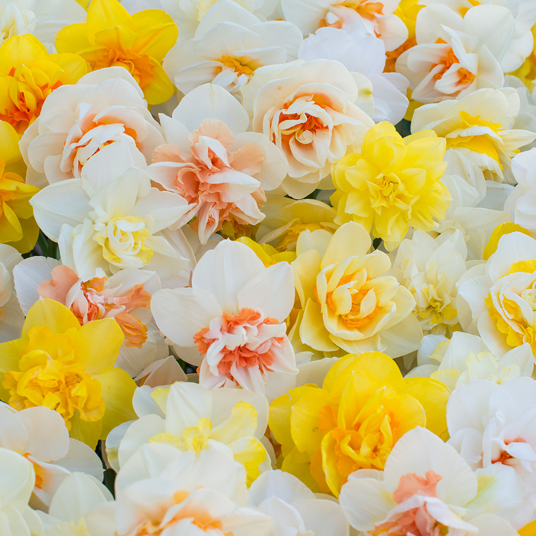 Blumenzwiebelpaket Gefüllte Narzissen "Funen's Pride"