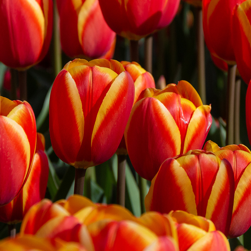 Tulpe World's Favourite