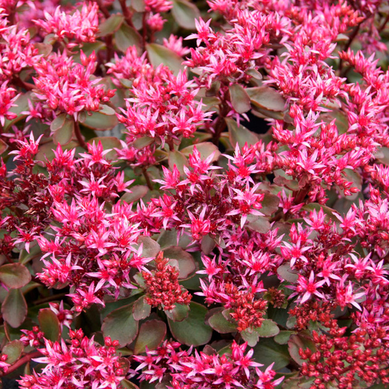 Kaukasische Fetthenne (Sedum spur.) 'Fuldaglut'