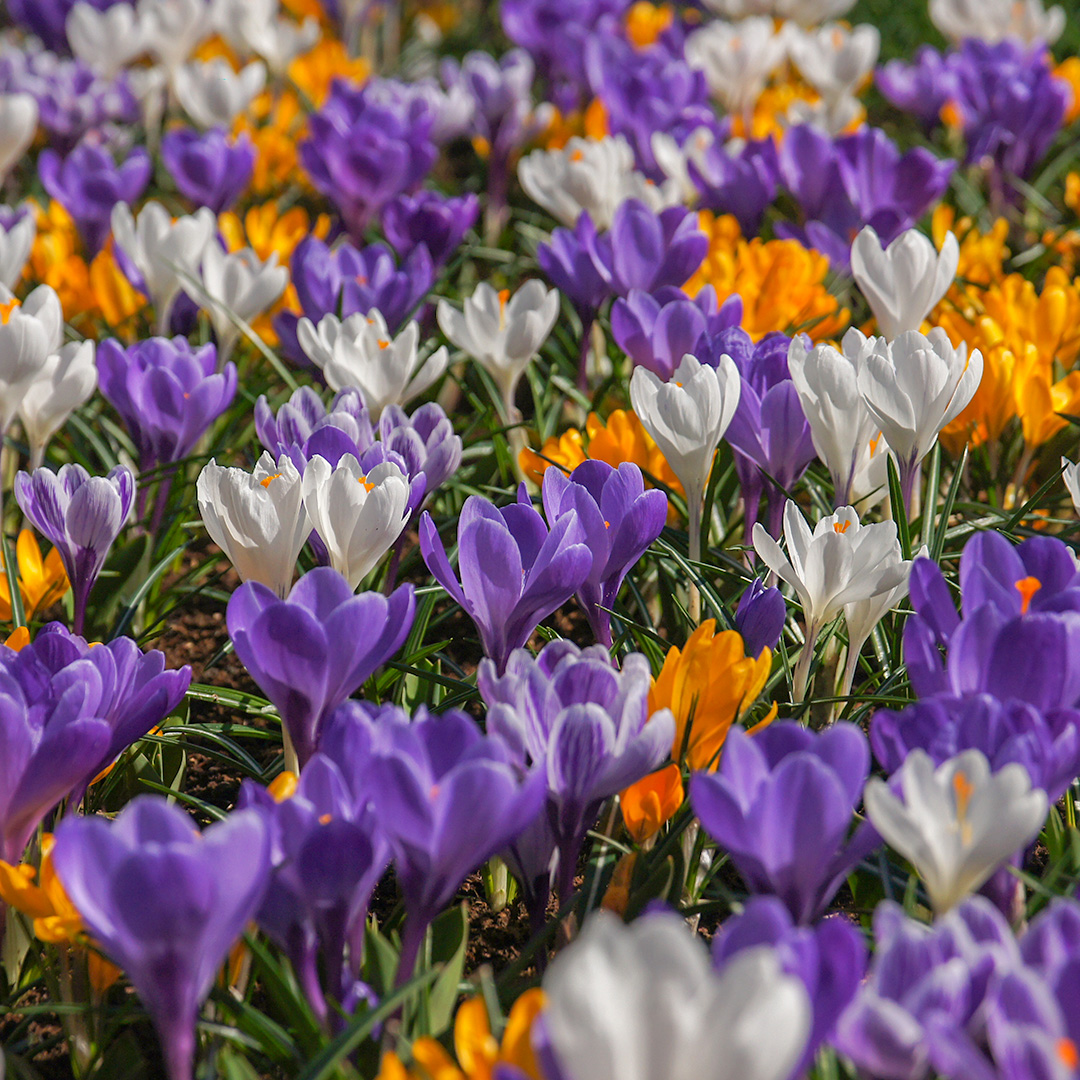 Krokusse vernus Mischung Krokusse vernus Mischung