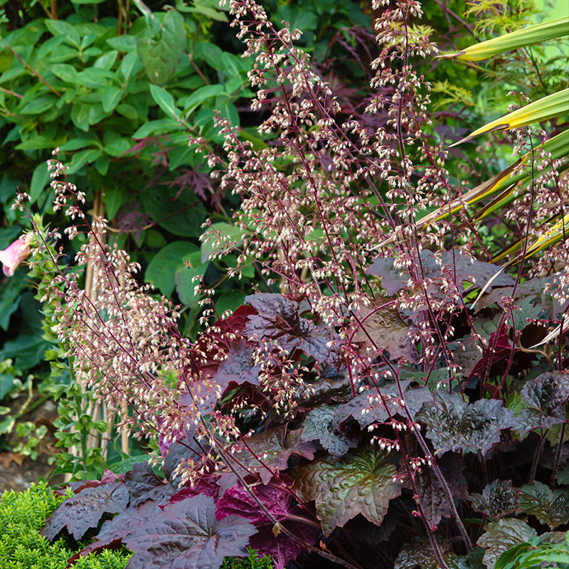 Rotblättriges Silberglöckchen (Heuchera micr.) 'Palace Purple'