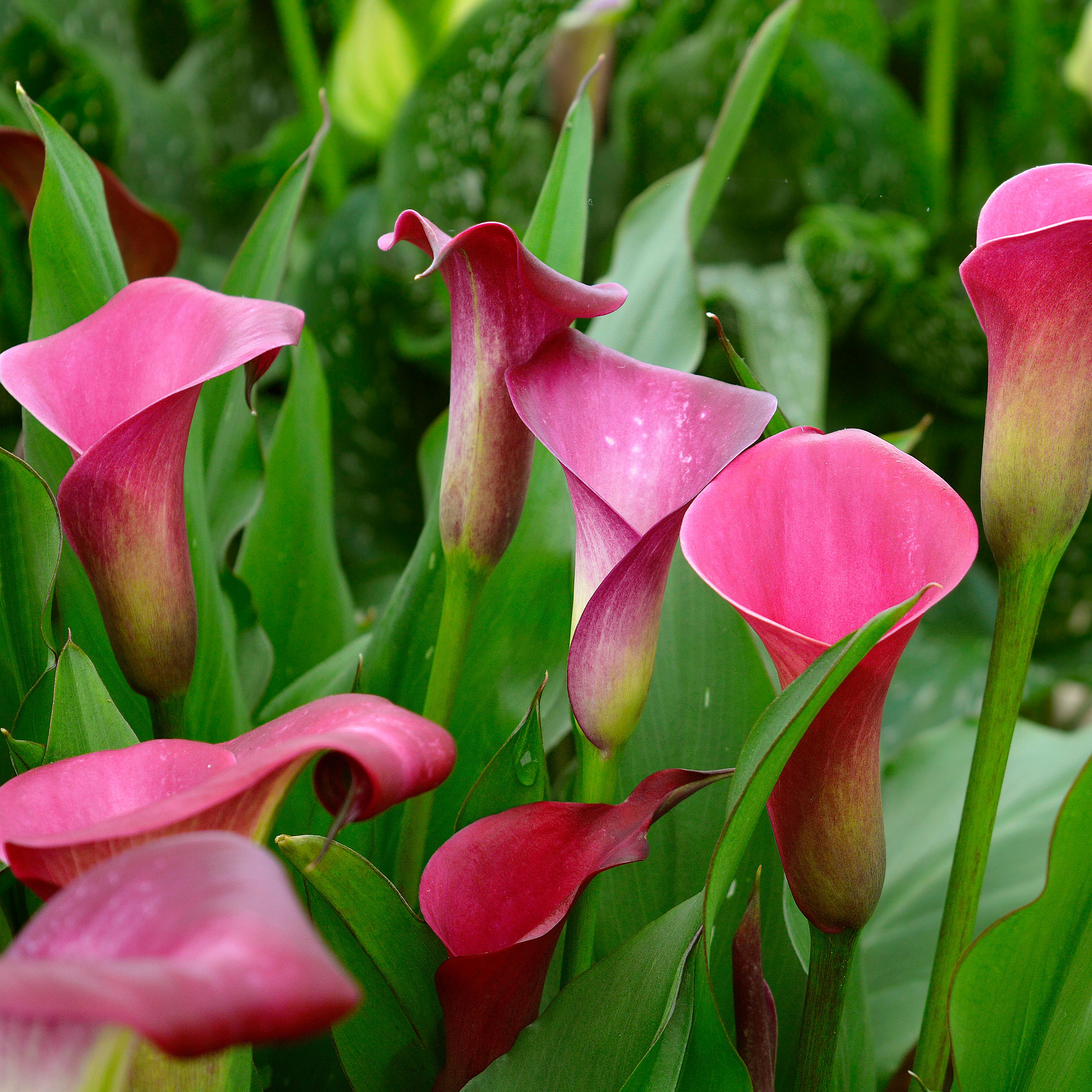 Calla Sumatra®