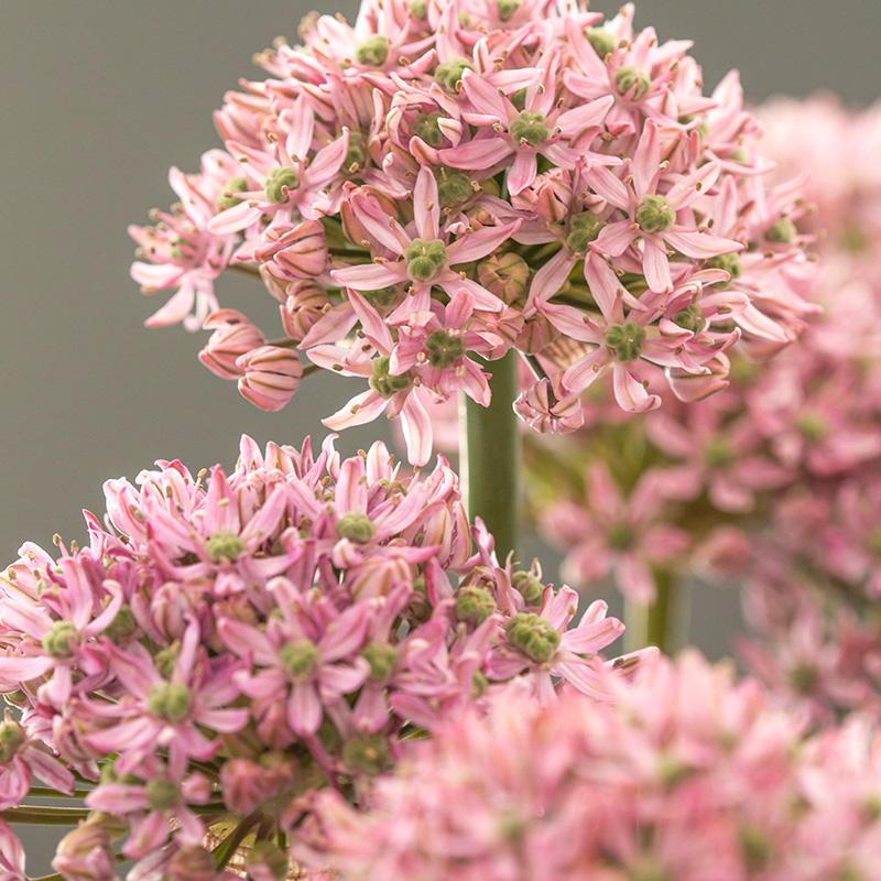5075-Allium-Pink-Jewel-02