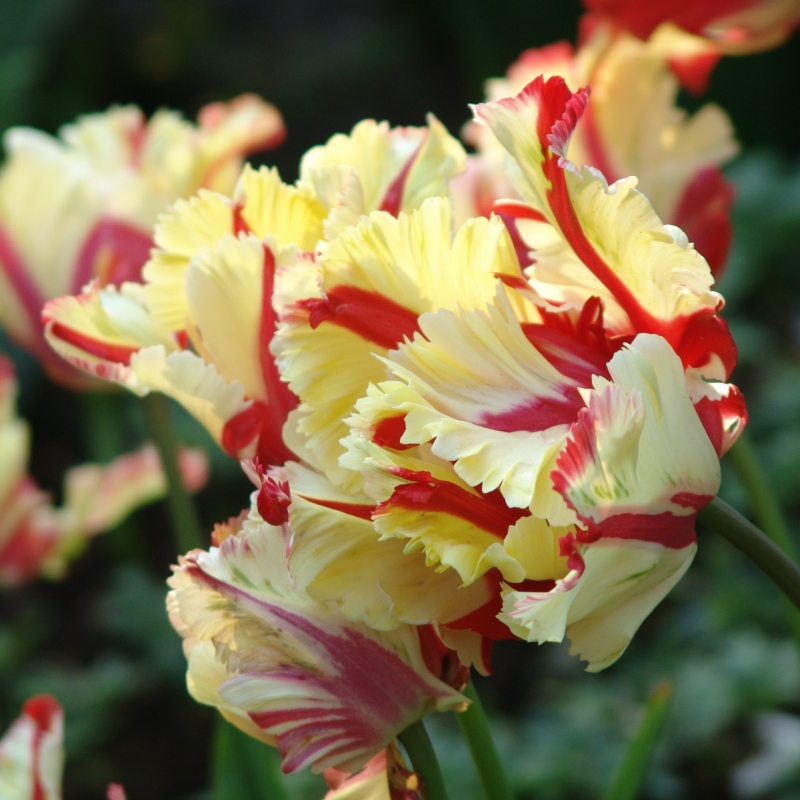 Tulpe Flaming Parrot