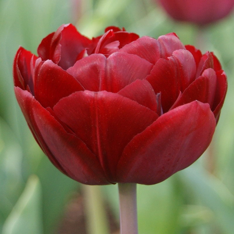 Tulpe Uncle Tom