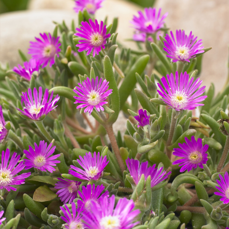 Mittagsblümchen (Delosperma aberd.) 'Hot Pink'