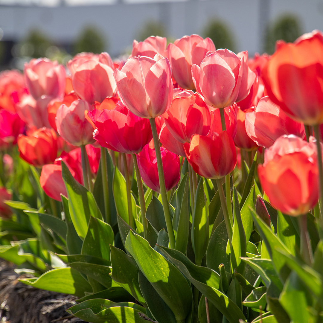 Tulpenmischung "Van Eijk"