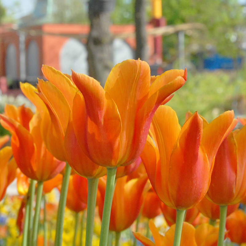 2060-Tulipa-Ballerina-05