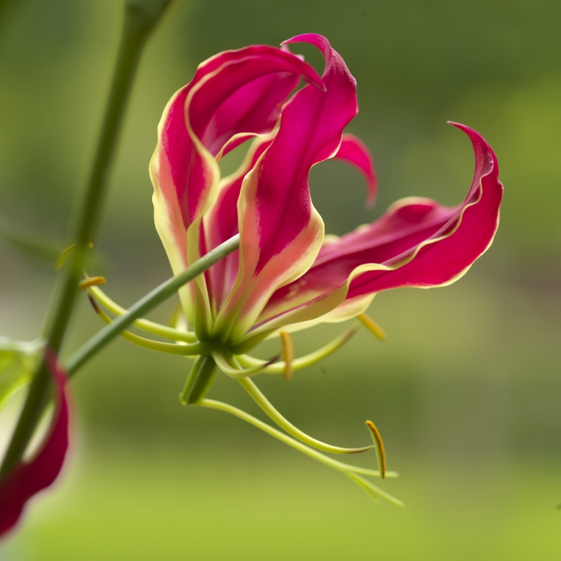 Ruhmeskrone -  Gloriosa Rothschildiana