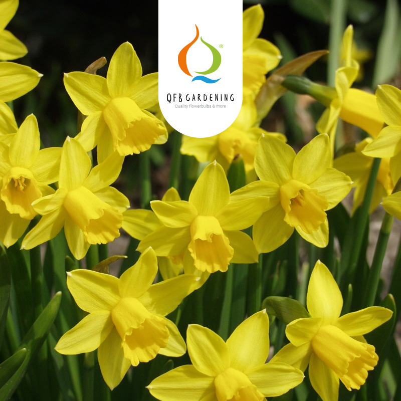 3090-Narcissus-Tete-a-Tete-logo