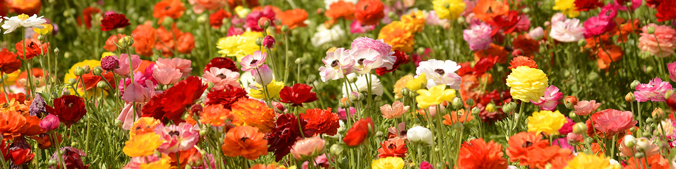 Ranunkel: Sommerblume des Jahres 2025!