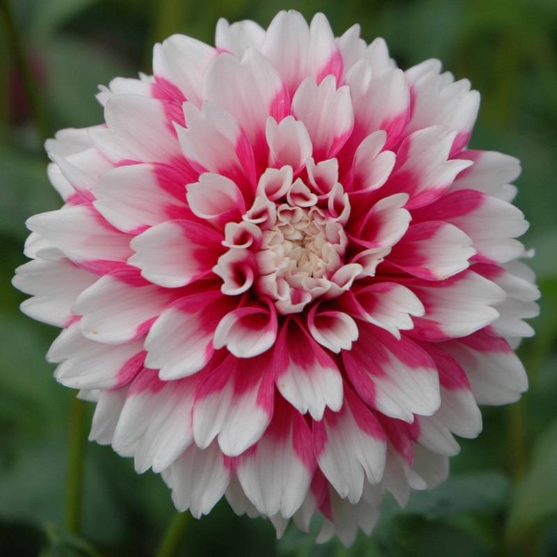 Dahlie Fuzzy Wuzzy