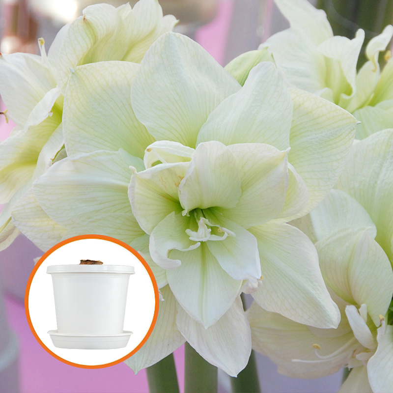 Amaryllis Marilyn® im Zuchttopf in Geschenkverpackung