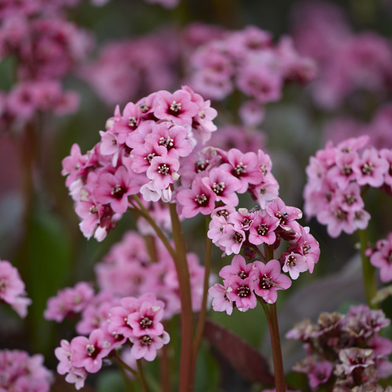 Bergenie (Bergenia) cordifolia