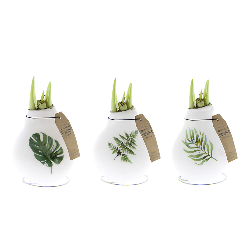 Amaryllis in Wachs Paket Naturalz Botanical