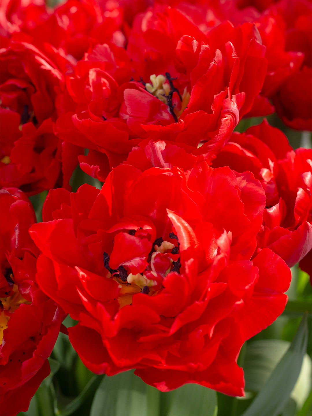 Tulpe Verona Love