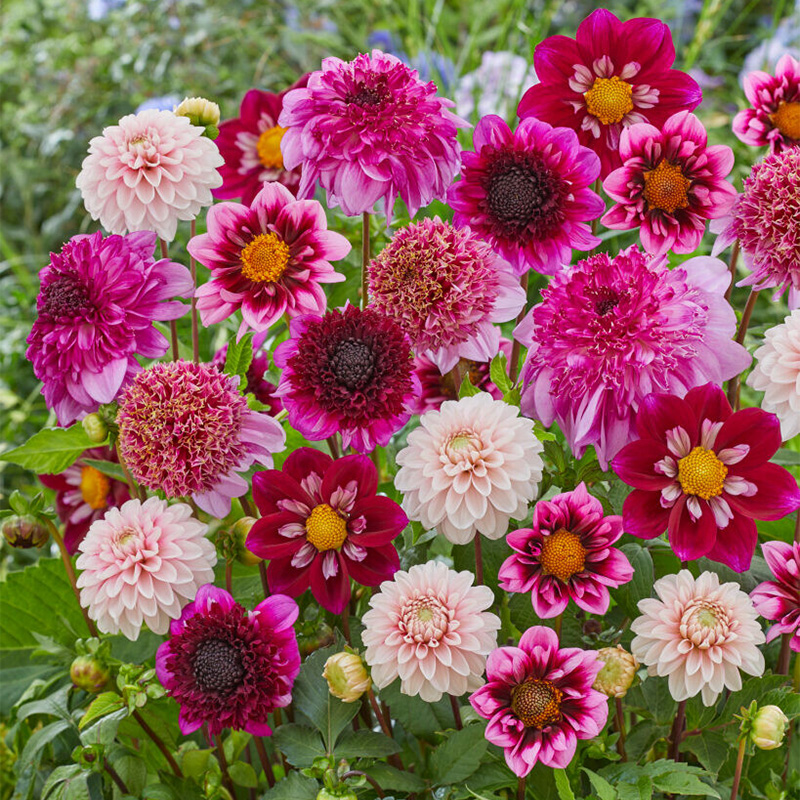 Dahlie Lila und Rosa Mischung