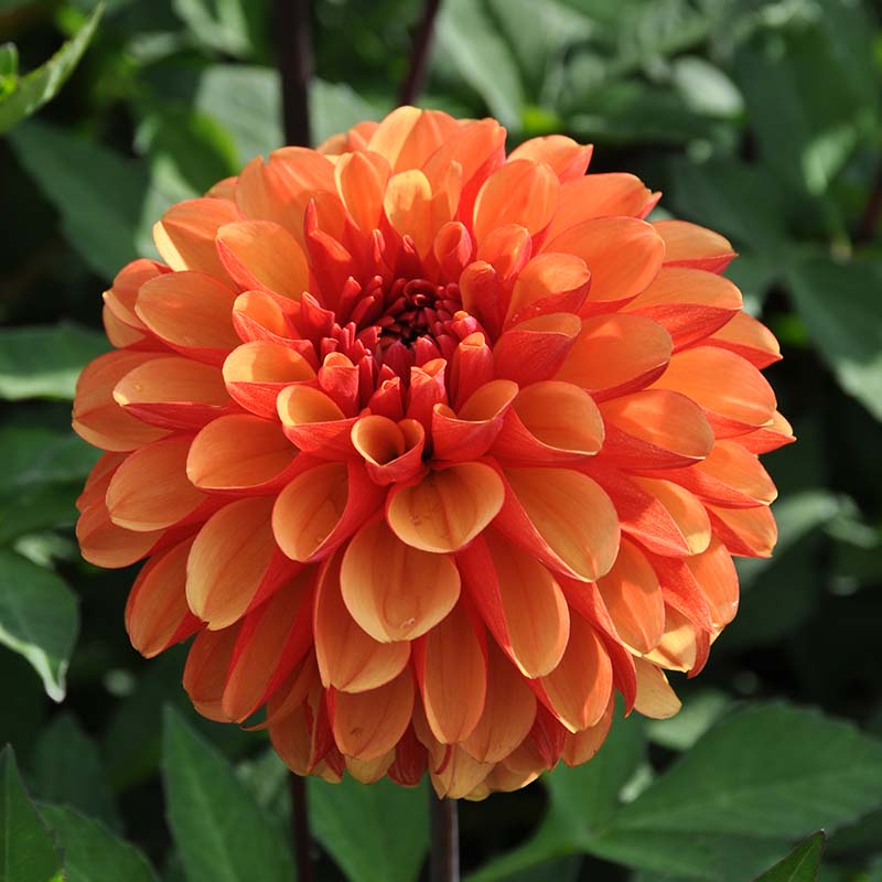 13371-Dahlia-American-Sunset Dahlie American Sunset