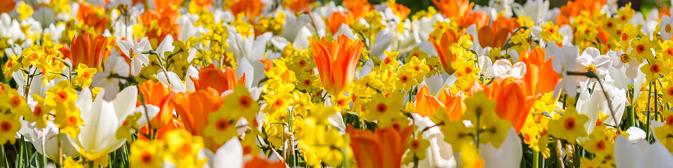 Frühlingsfest: Pflanzen Sie Ihren Frühlingsgarten im Herbst!