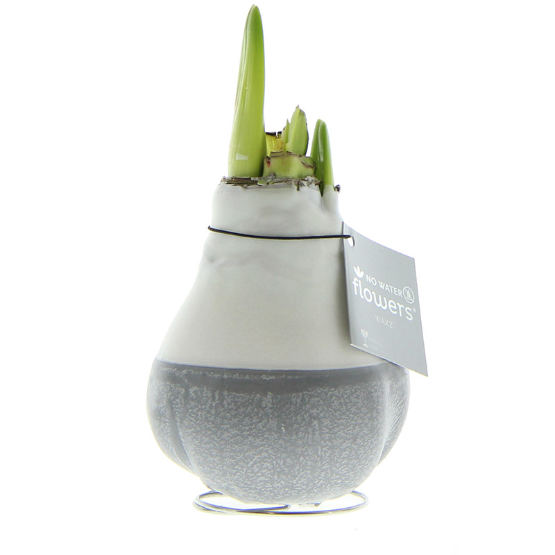  Amaryllis in Wachs Dipz Grau
