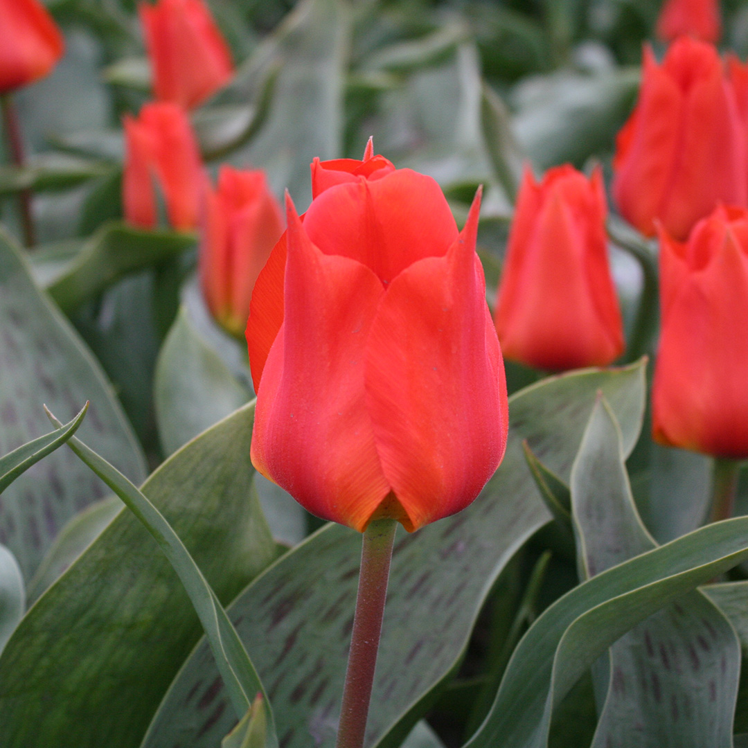 Tulpe Miramare