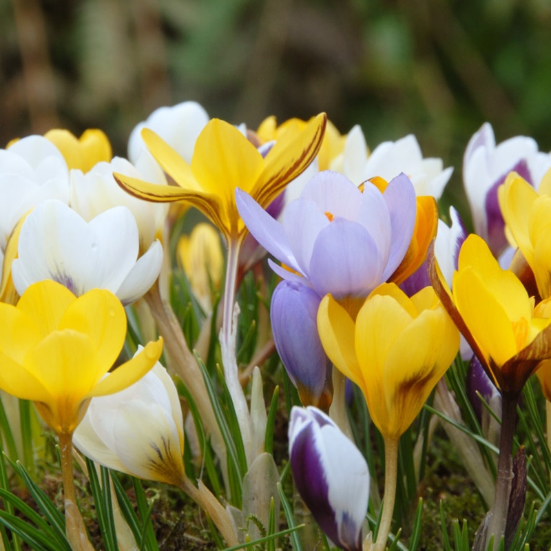  Großpackung Krokus chrysanthus Mischung