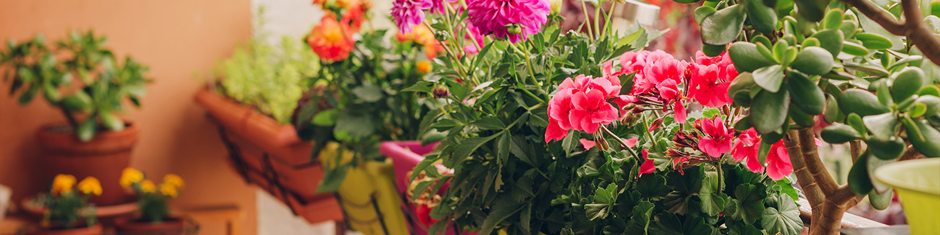 Blumen auf dem Balkon: Wie man Blumenzwiebeln in Kübeln richtig pflanzt!