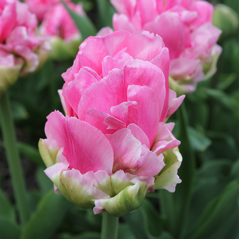 Tulpe Double Arosa®