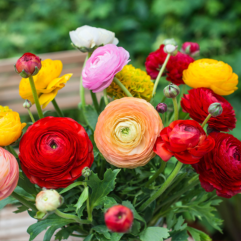 88010_ranunculus_gemengd-01_1 Ranunkel Aviv gemischt (Ranunculus)