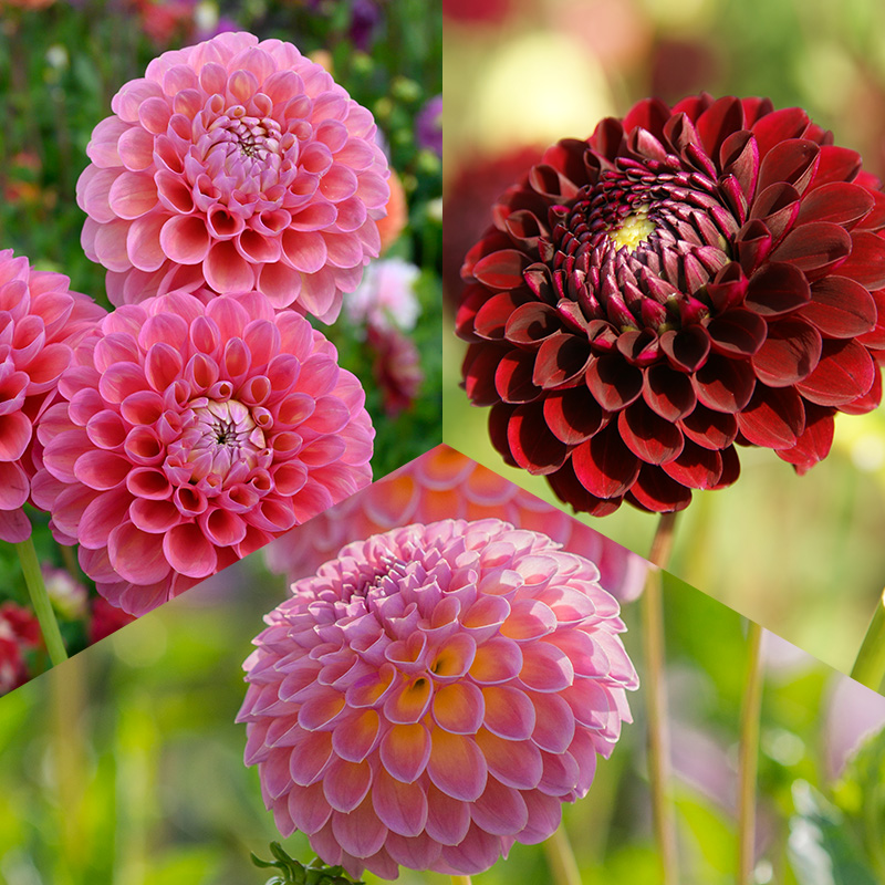 4402060-Bal-Dahlia-mix-Pluktuin Balldahlien Mischung „Pflückgarten“