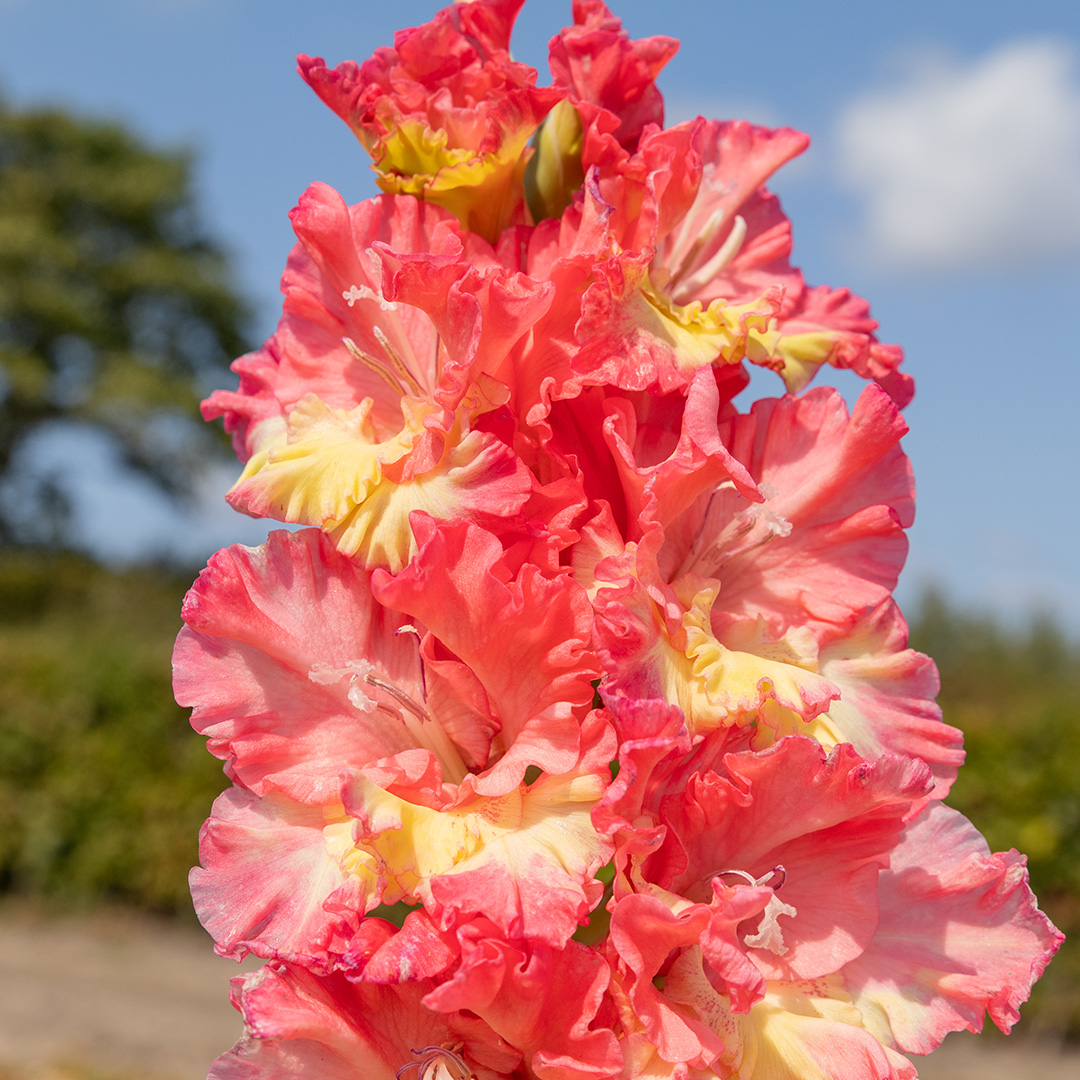 Gladiole Mango Muse