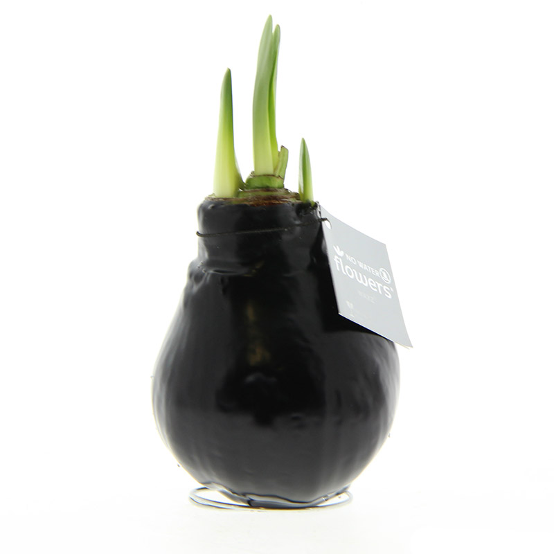 9009790-Wax-Amaryllis-Zwart
