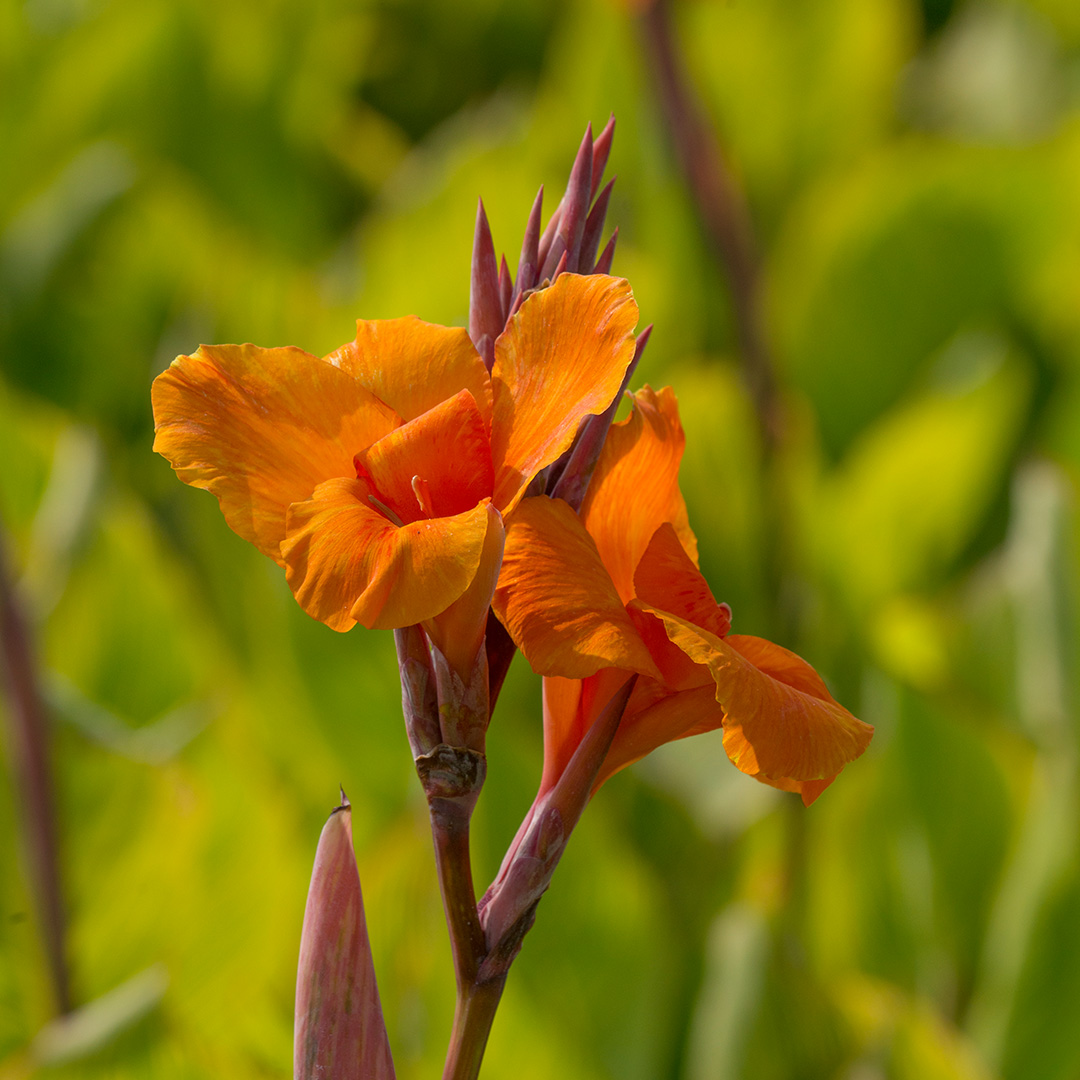 Canna Pretoria