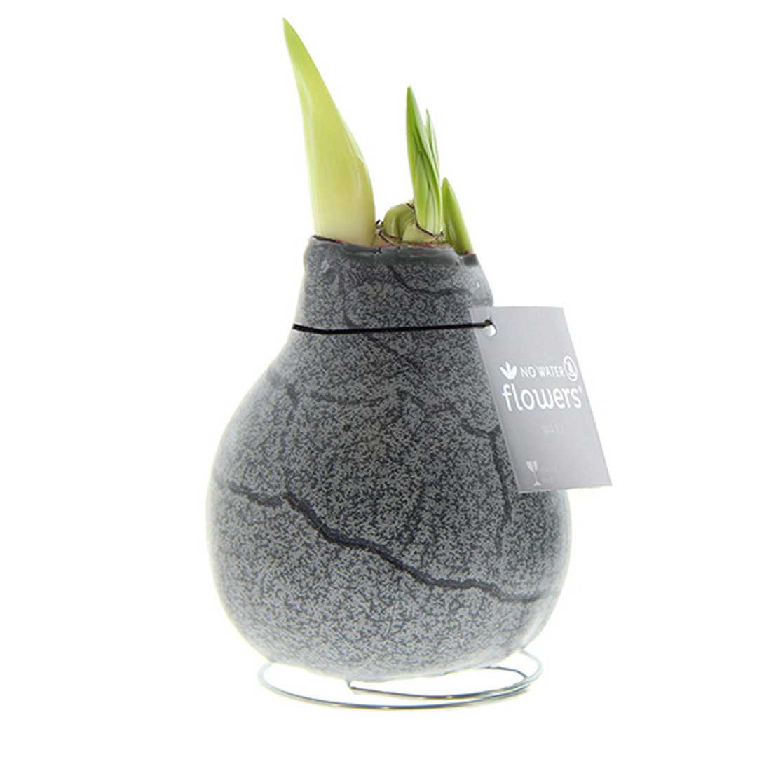 Amaryllis in Wachs Marble Schwarz