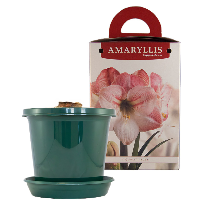 Amaryllis Apple Blossom  im Zuchttopf in Geschenkbox