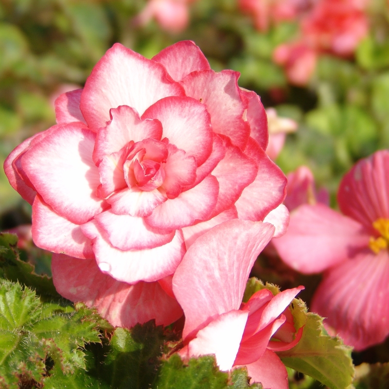 Begonie Bouton de Rose