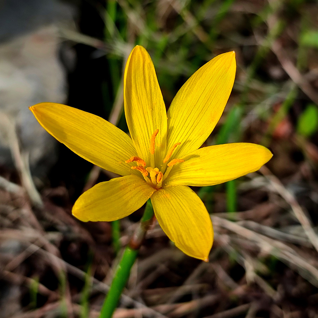 Zephyranthes Citrina Zephyranthes Citrina