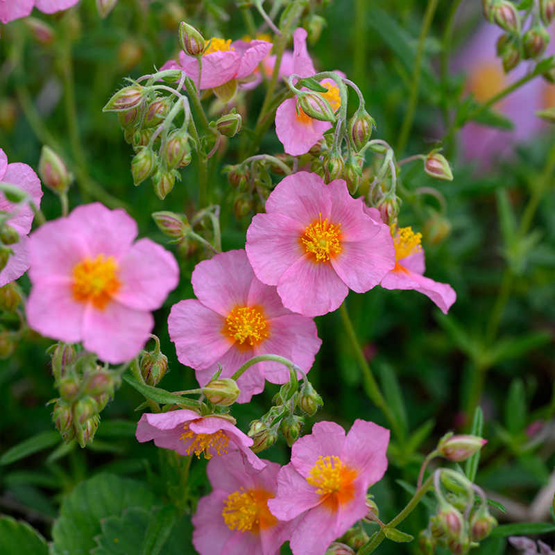 Sonnenröschen (Helianthemum) 'Lawrenson's Pink'