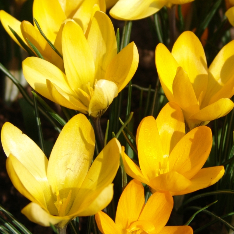 Krokusse Golden Yellow