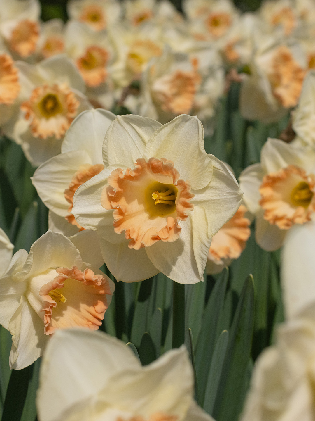 Narcissus-Martha-Steward Narzisse Martha Stewart