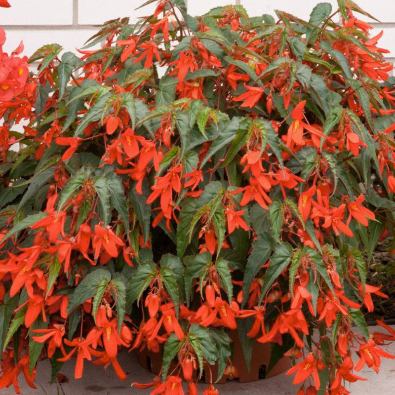 Begonie boliviensis Santa Cruz