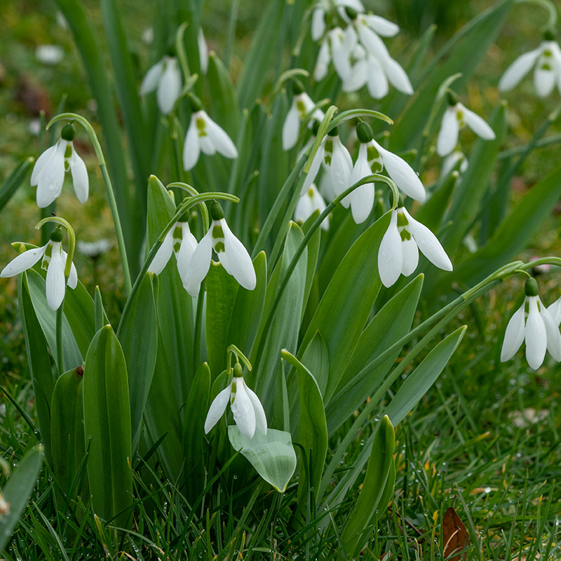 Großpackung Schneeglöckchen - Galanthus