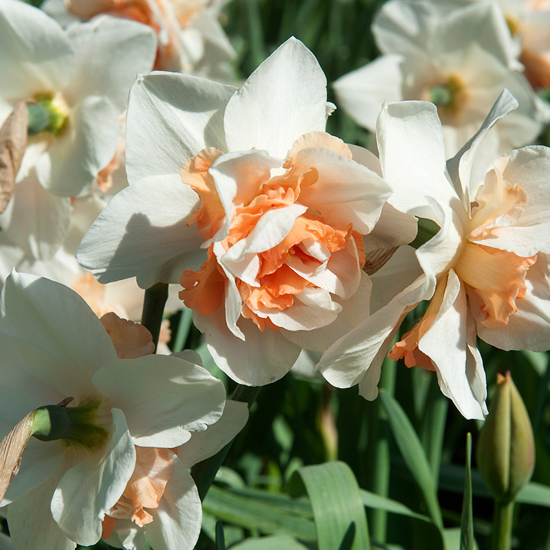 3137-Narcissus-Replete-03