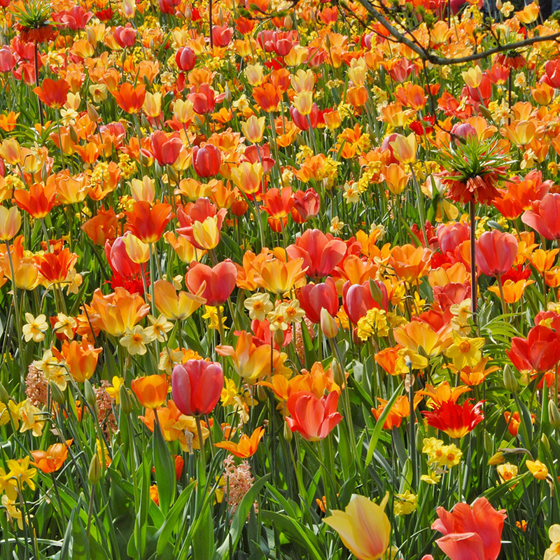 Blumenzwiebelmischung "on Fire"