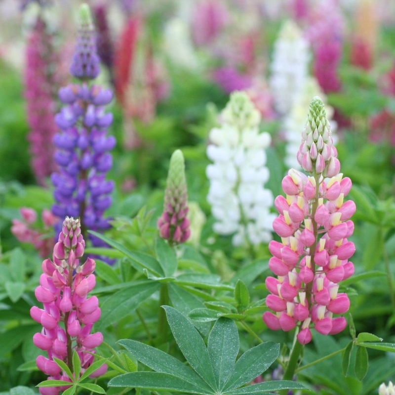86310 Lupine Russel Hybrids
