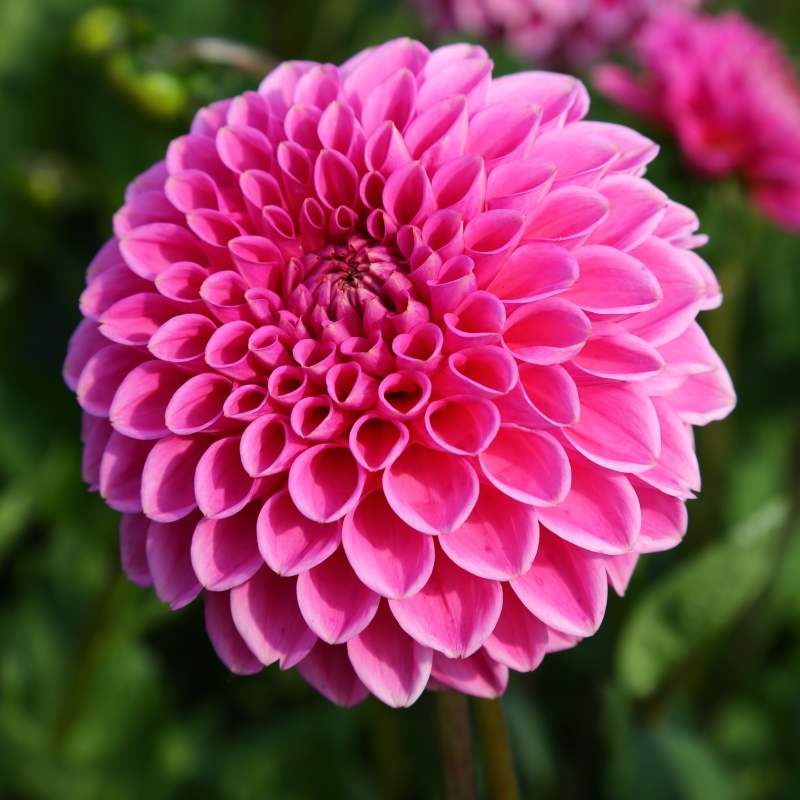 10090-Dahlia-Sandra Dahlie Sandra